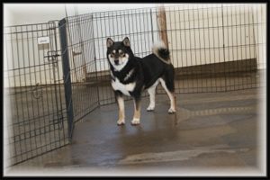 shiba inu adult male