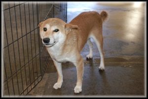 female shiba inu adult dog