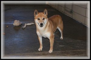 shiba inu adult female